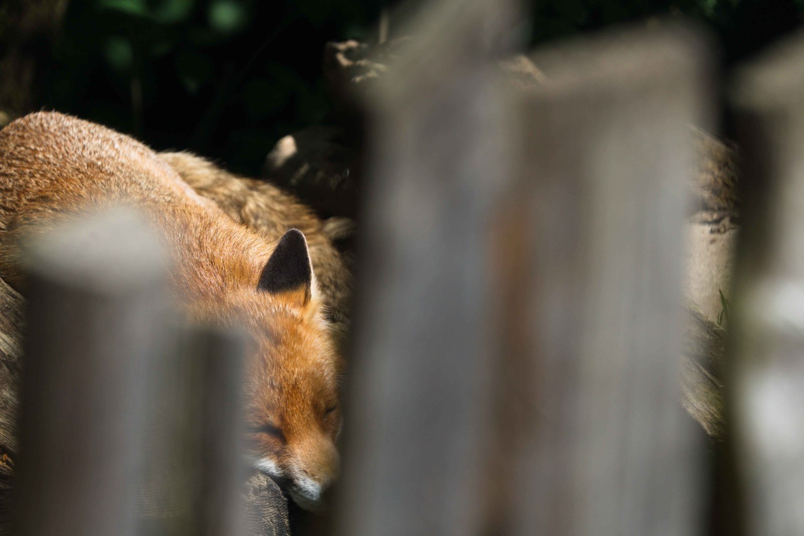 schlafender Fuchs